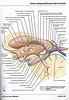 ArticulosdeMedicina.com