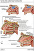 Articulosdemedicina.com