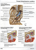 ArticulosdeMedicina.com