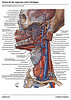 Articulosdemedicina.com