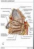 Articulosdemedicina.com