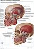 articulosdemedicina.com