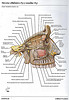 Articulosdemedicina.com