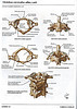 Vertebras cervicales atlas y axis