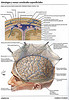 ArticulosdeMedicina.com