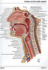 Articulosdemedicina.com