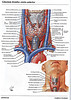 Articulosdemedicina.com