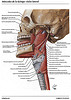 Articulosdemedicina.com