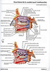 Articulosdemedicina.com