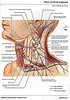 ArticulosdeMedicina.com