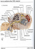 ArticulosdeMedicina.com
