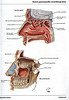 Articulosdemedicina.com