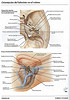 ArticulosdeMedicina.com
