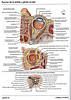 Articulosdemedicina.com