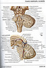 ArticulosdeMedicina.com