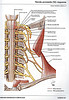 ArticulosdeMedicina.com