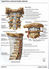 Ligamentos craneo cervicales externos