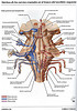 ArticulosdeMedicina.com