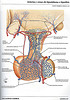 ArticulosdeMedicina.com