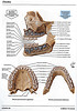 articulosdemedicina.com