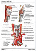 Articulosdemedicina.com