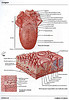 articulosdemedicina.com