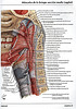 Articulosdemedicina.com