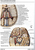 ArticulosdeMedicina.com