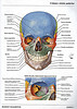 craneo vision anterior
