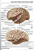 ArticulosdeMedicina.com