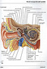 ArticulosdeMedicina.com