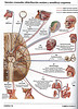 ArticulosdeMedicina.com