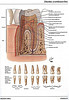 articulosdemedicina.com