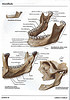 Mandibula