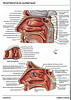 Articulosdemedicina.com