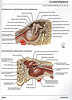ArticulosdeMedicina.com