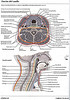 articulosdemedicina.com