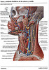 Articulosdemedicina.com