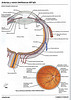 Articulosdemedicina.com