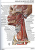 Articulosdemedicina.com