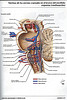 ArticulosdeMedicina.com