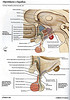 ArticulosdeMedicina.com