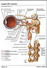 ArticulosdeMedicina.com