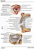 Articulosdemedicina.com
