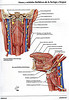 Articulosdemedicina.com