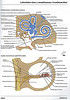 ArticulosdeMedicina.com