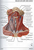 articulosdemedicina.com