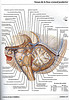 ArticulosdeMedicina.com