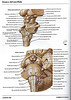 ArticulosdeMedicina.com