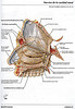 Articulosdemedicina.com